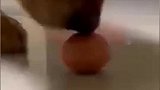 狗狗利用地面滚动剥鸡蛋皮