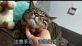 失传已久的撸猫大法，你学废了吗？