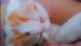 治愈解压猫咪视频，小奶猫在主人怀里睡着了，还说起了梦话