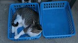 外面的小猫咪真是好逗，竟然玩篮子里猫咪的尾巴，这么搞笑吗
