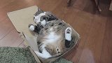好肥的一只猫咪啊，看把箱子撑破了吧，装死是没有用的！