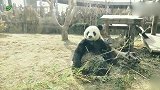 大熊猫金虎-奶爸你说谁智商不高呢！本虎子不高兴了！