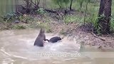 袋鼠被2条猎犬夹击，不料袋鼠突然发怒，镜头记录猎犬悲惨一幕