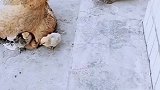 猫你能把你下面那个毛茸茸的玩具给我玩会儿么！