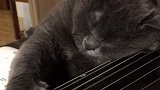 家里的猫都成精了，现在连猫都会弹古筝了吗？我知道了是我不行打