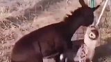 驴遇到野狗，这是一场恶战