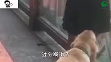 爆笑：初恋的模样，好羞涩呀