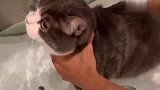 大脸猫去洗澡，抱着铲屎官不放手，看见水池冒烟以为要煮它赶紧跑