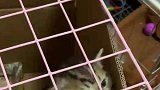 小猫越狱不成功，被大猫死死按住