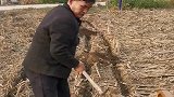 收完玉米种麦子，大衣哥跟普通农民一样，忙着地里的活！