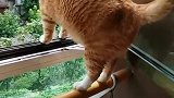猫：好高啊，跳下去会怎么样！