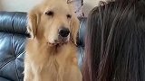 广东女主人一直盯着金毛看，狗狗实在忍无可忍，终于爆发了