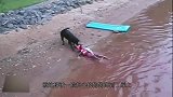 狗狗发现游泳池里的鱼，还以为对方溺水了，赶紧跳下去叼起来
