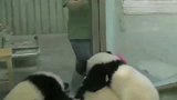 熊猫团子集体造反，奶妈扔了一把扫帚过去，接下来不许笑