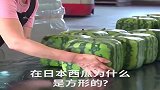 为什么日本的西瓜是方形的