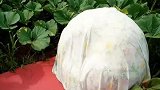 农民种出巨型南瓜，果实厚度巴掌宽