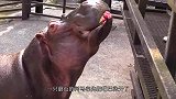 河马怎么吃西瓜？动物园管理员为你揭秘，操作猛如虎！