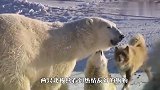 北极熊夫妇看到哈士奇，一把将它搂进怀里，下一秒笑翻了