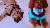 被我套路的狗，好逗！