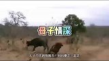 真是母子情深啊，狮子把人家母子全拿下啊