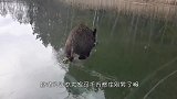 野猪在冰面行走，走几步就摔一跤，这是把冰面当溜冰场了
