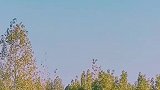 我很恐慌你是不是忘了你是一匹马？