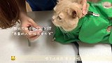 杨冰怡带小猫咪去做绝育手术，小橘猫失去了公猫的尊严