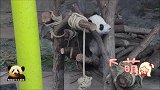弟弟全程呼呼大睡，熊猫宝宝梦想只好独自担负起卖萌重任