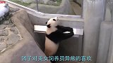 居住在日本的熊猫被人带坏了，抱着美女就不撒手，镜头拍下全过程