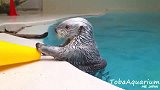 海獭：可可爱爱！水族馆关闭，海獭放飞自我转圈圈！