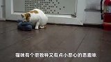 猫咪怪异行为解读：为何有些猫咪总爱闻臭鞋？莫非怕你有别的猫？