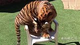 没点本事还真养不了此动物，比哈士奇难对付多了！