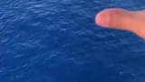 你以为平静的海面，实则四面埋伏