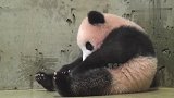 好吃懒做还不招人嫌，大概只有熊猫了吧，太可爱了