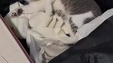 恋家情绪在小猫钻进行李箱时达到顶峰，还把最喜欢的玩具放进去