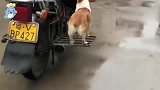 坐在车上的狗子，稳健如柯基，这屁股撅的有点性感啊！