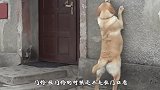 猫咪想进门进不去，于是看向了一旁的警卫，猫咪的眼睛会说话