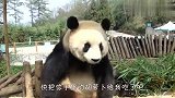 熊猫撒娇卖萌问游客要吃的，国宝形象全无，场面笑爆了