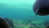 世界上唯一的淡水海豹，体形不大肥嘟嘟，生活在美丽的贝加尔湖