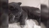 猫咪沉迷于按摩器无法自拔，天天按摩，铲屎官基本没啥用