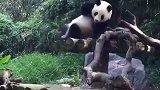 国宝太魔性了，这个蹭痒的姿势太妖娆了！