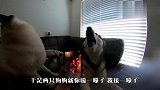 铲屎官放歌听，自家狗子听不下去了：让你见识一下真正的歌王！