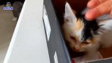 主人又救助了一只小流浪猫，抱给家里小胖公猫看，结果它吃醋了