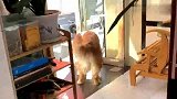 金毛真是太操心了，看到有人撩猫咪，立马转身叼进屋里，太可爱了