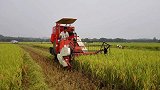 “老赖”欠款玩失踪 法官叫来6台收割机强制收割水稻抵债