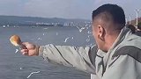 男子拿面包喂海鸥却被无视，下一秒自己就吃了起来