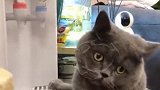 把蓝的换到红的上，让猫知道人间险恶，这主人缺德