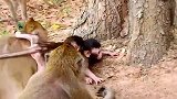 小猴子的友谊，真温暖