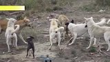 狼犬被一群狗狗群狗撕咬！5只汪星人下手真狠，悲惨的狼犬