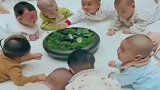 一桌娃娃菜